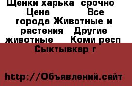 Щенки харька! срочно. › Цена ­ 5 000 - Все города Животные и растения » Другие животные   . Коми респ.,Сыктывкар г.